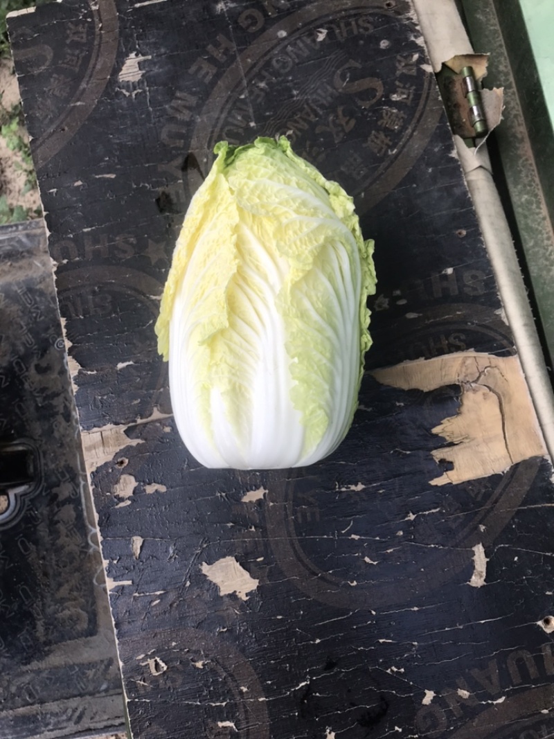 娃娃菜