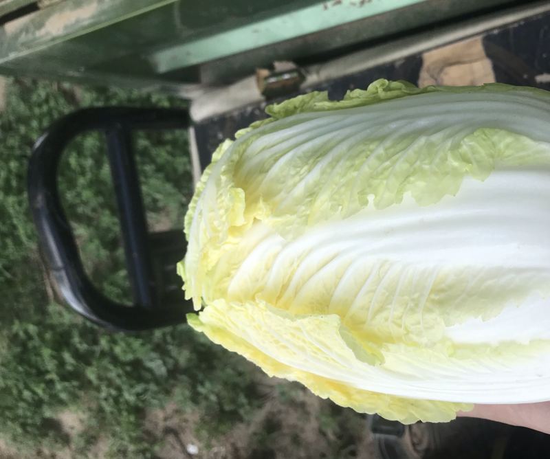 娃娃菜