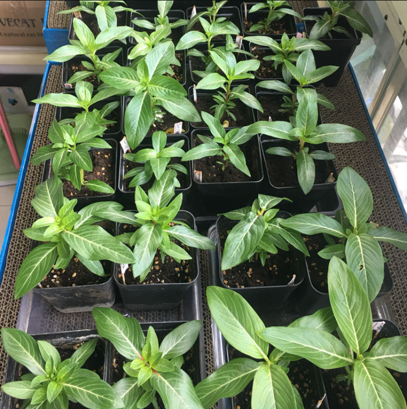 长春花种子天天开花期长多年生花海庭院室内阳台盆栽花卉花草