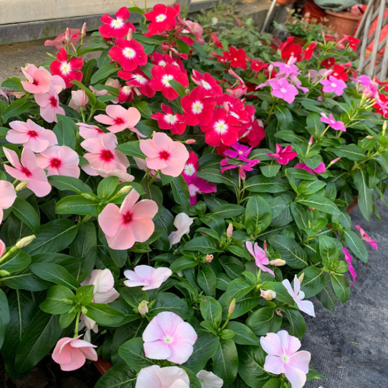 长春花种子天天开花期长多年生花海庭院室内阳台盆栽花卉花草