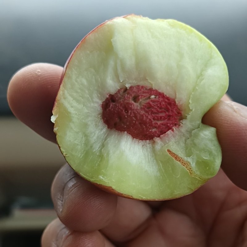 珍珠枣油桃