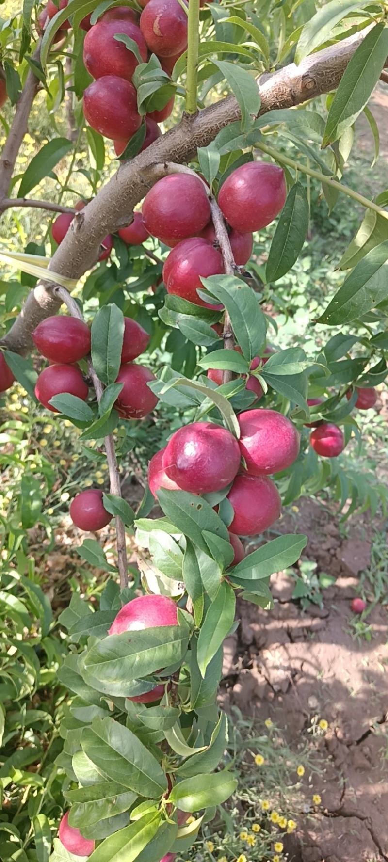 珍珠枣油桃