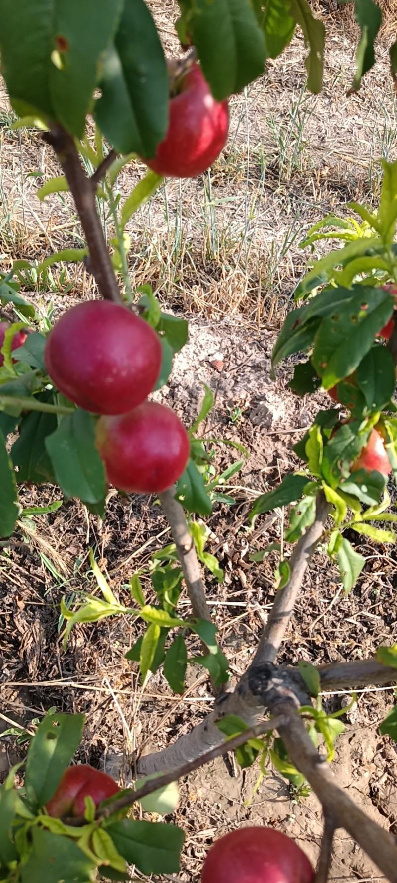 珍珠枣油桃