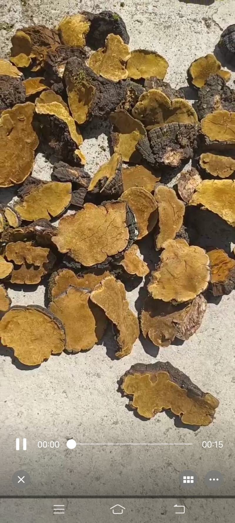 桑黄桦树茸红雪茶