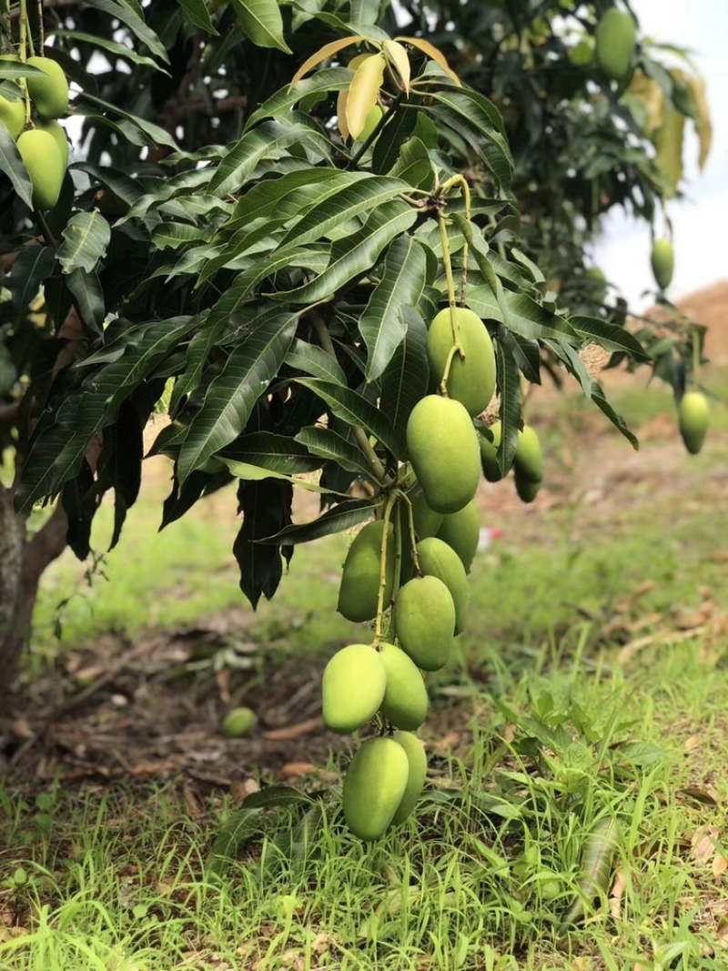 华坪金沙江畔椰香芒果