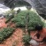 土茯苓苗白肉土茯苓种苗中药材育苗基地100多亩