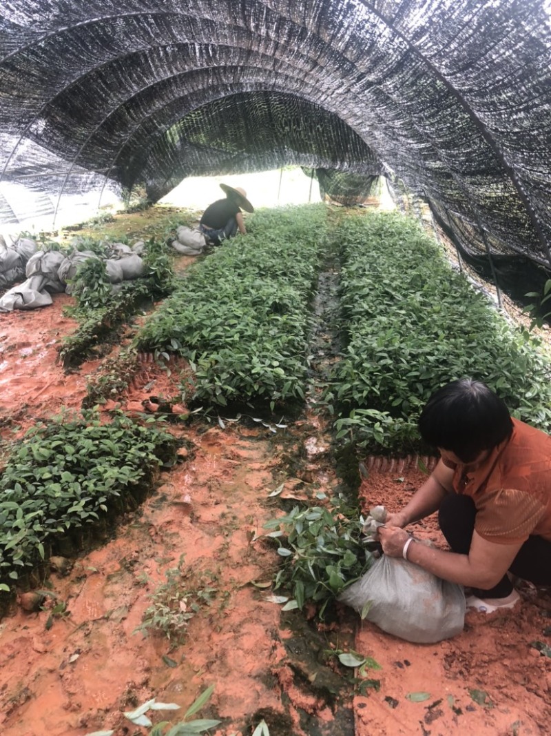 土茯苓苗白肉土茯苓种苗中药材育苗基地100多亩