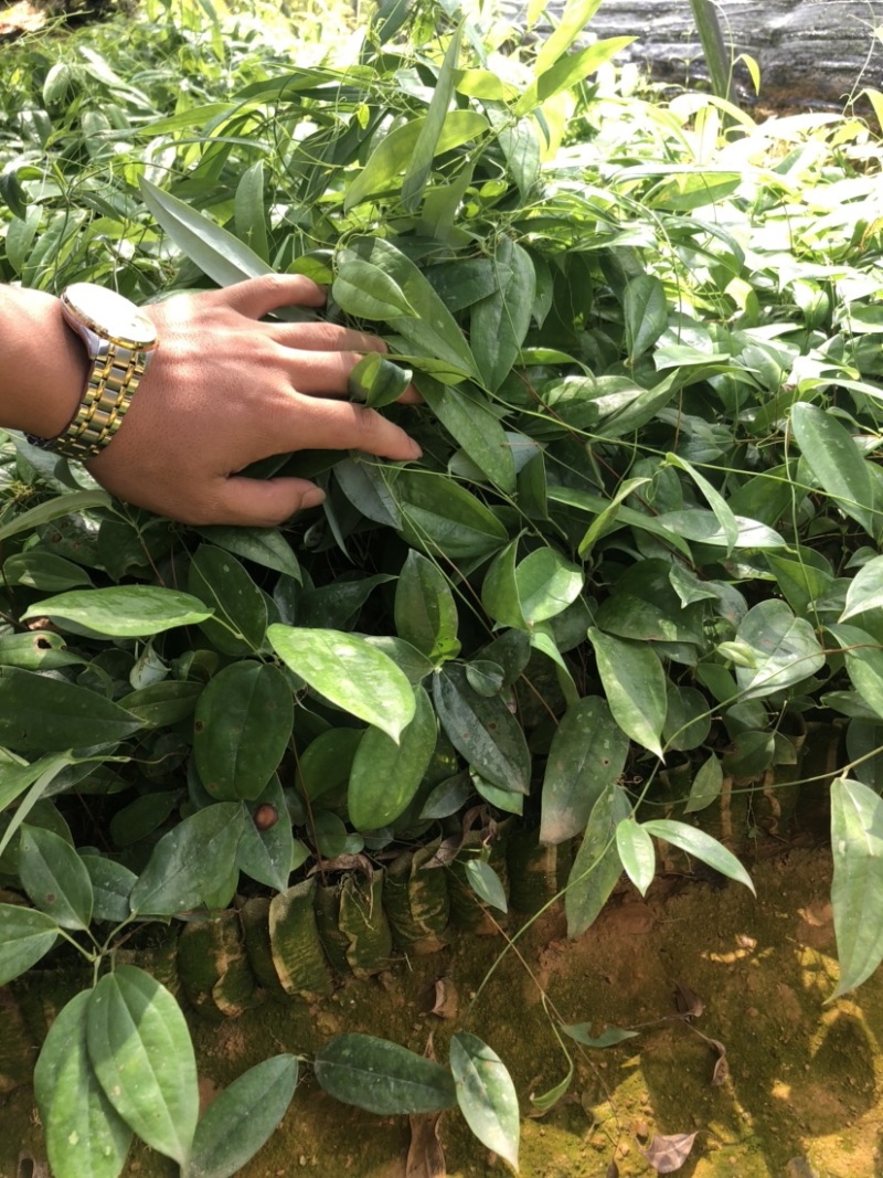 土茯苓苗白肉土茯苓种苗中药材育苗基地100多亩