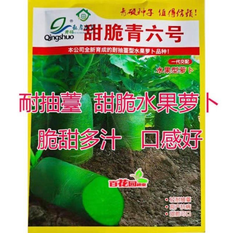 甜脆青六号青萝卜种籽高产耐寒秋冬水果萝卜种子青皮青肉萝卜