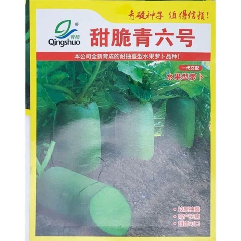 甜脆青六号青萝卜种籽高产耐寒秋冬水果萝卜种子青皮青肉萝卜