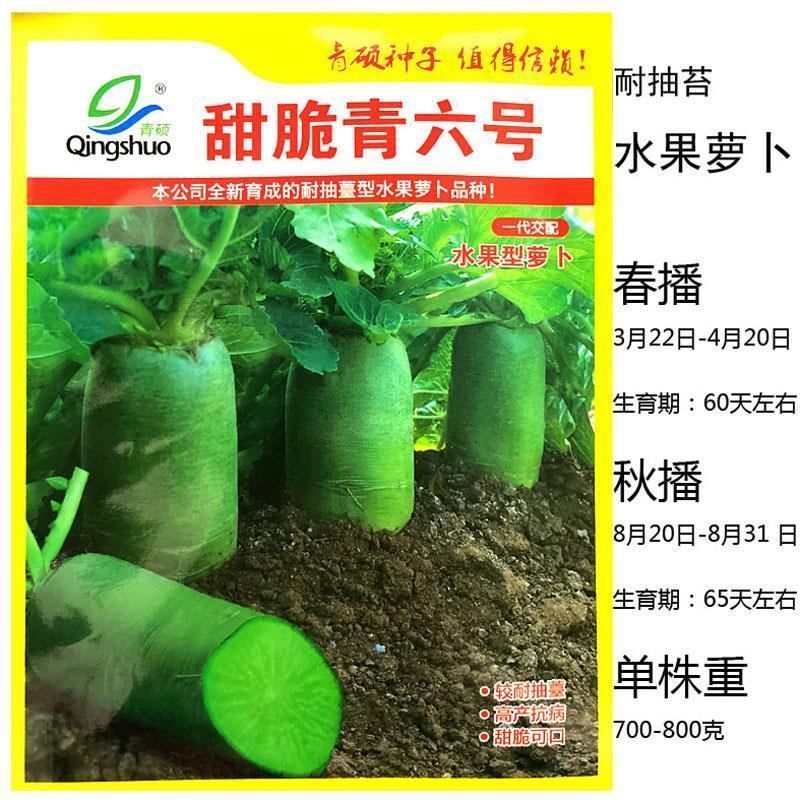 甜脆青六号青萝卜种籽高产耐寒秋冬水果萝卜种子青皮青肉萝卜