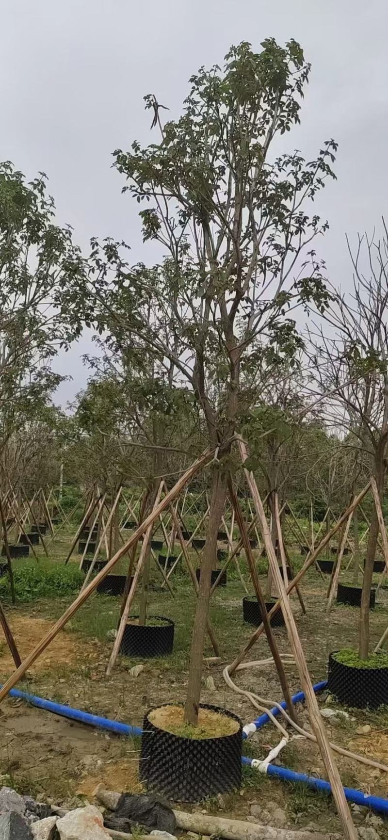 大量出售各种规格的多花风铃木有须联系我价格优惠