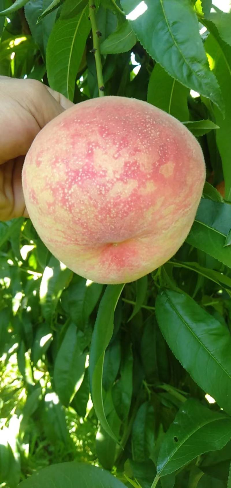 水蜜桃