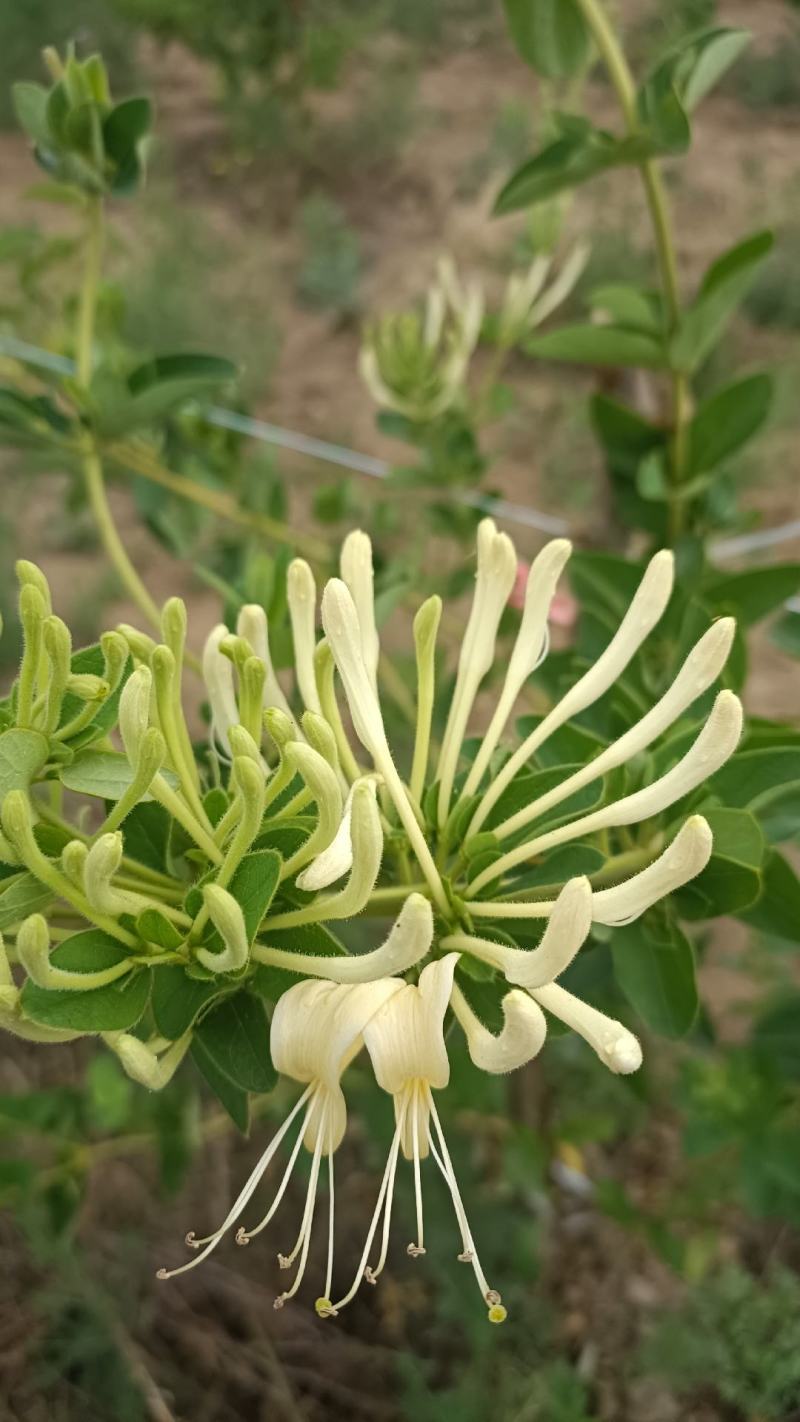 金银花干货