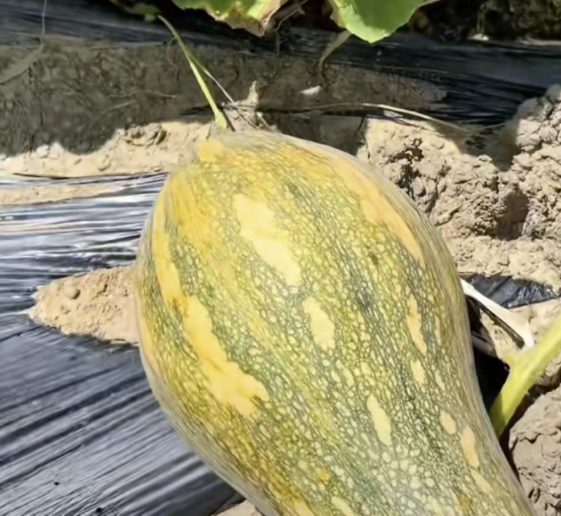 香芋南瓜