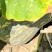 香芋南瓜