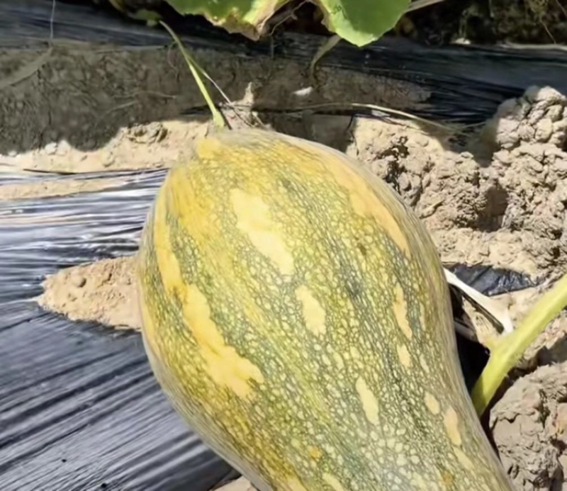 香芋南瓜