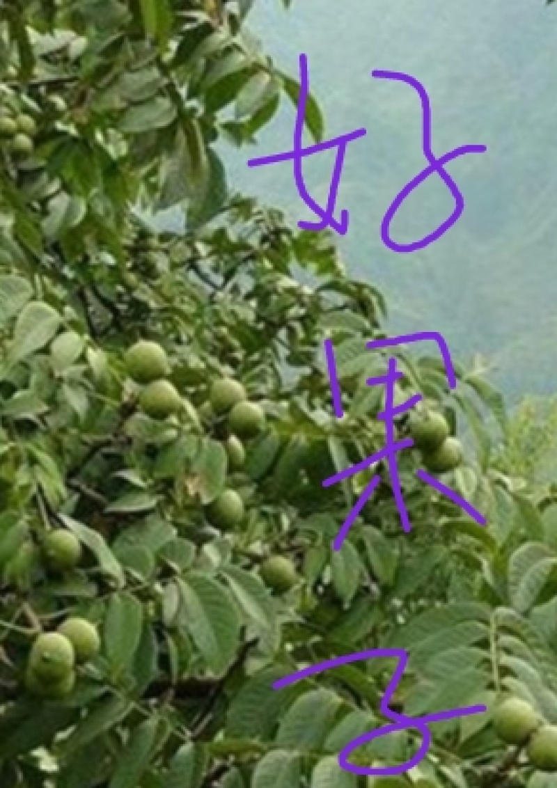 青皮核桃冷库鲜品，优质单品薄皮核桃，鲜香味美，好吃益补。