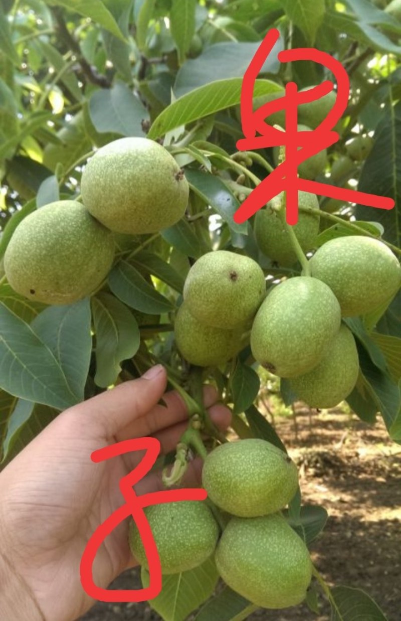 青皮核桃冷库鲜品，优质单品薄皮核桃，鲜香味美，好吃益补。