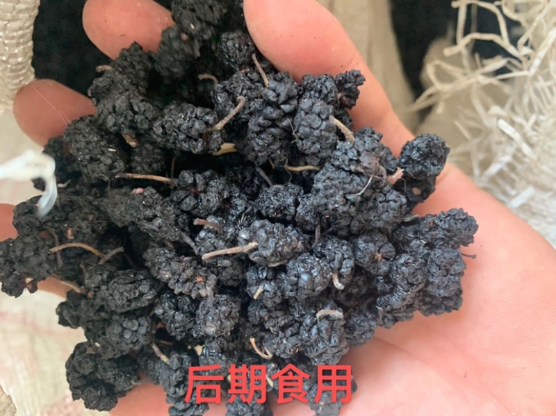 【桑葚干】黑珍珠桑葚干供应各大市场电商商超一件代发