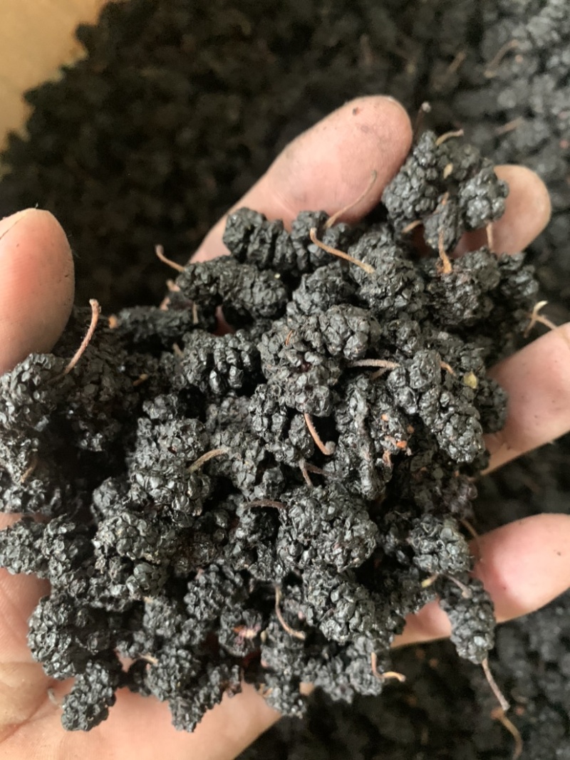 【桑葚干】黑珍珠桑葚干供应各大市场电商商超一件代发