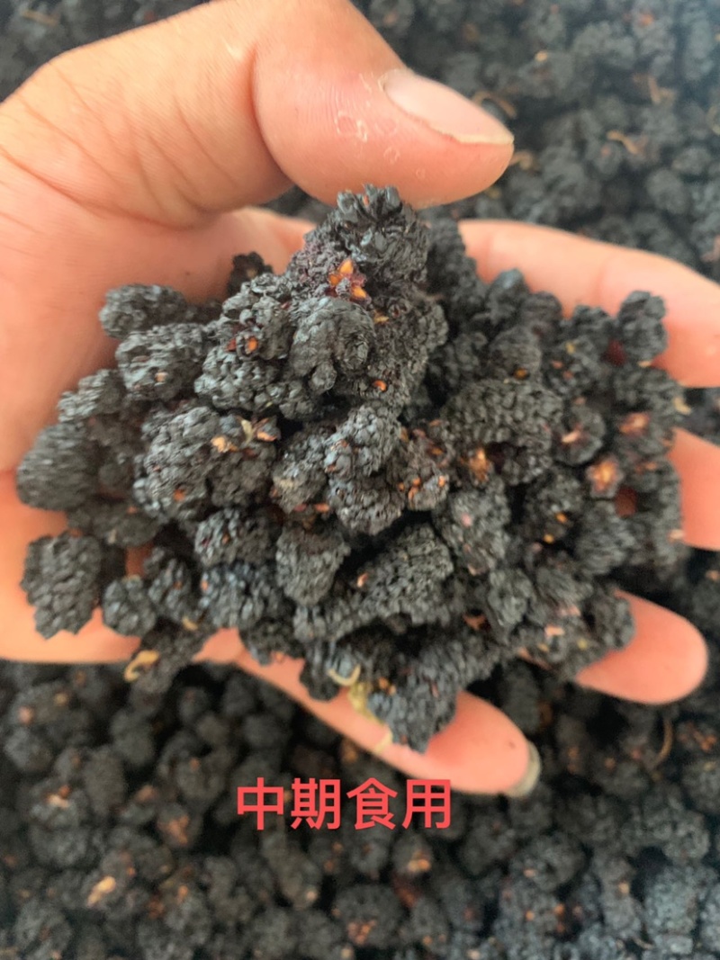 【桑葚干】黑珍珠桑葚干供应各大市场电商商超一件代发