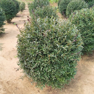 紫叶水蜡球，紫叶水蜡球80-1米