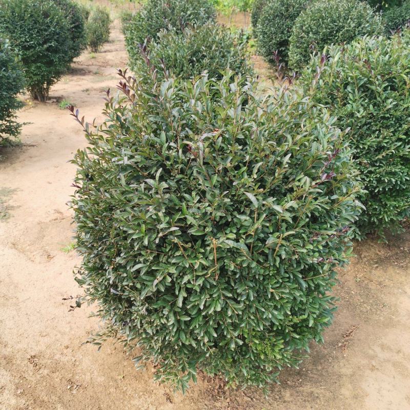 紫叶水蜡球，紫叶水蜡球80-1米