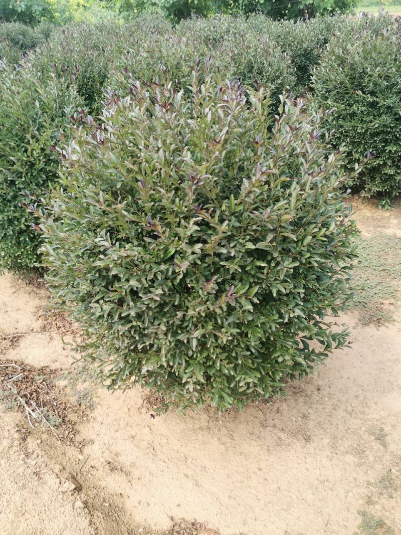 紫叶水蜡球，紫叶水蜡球80-1米