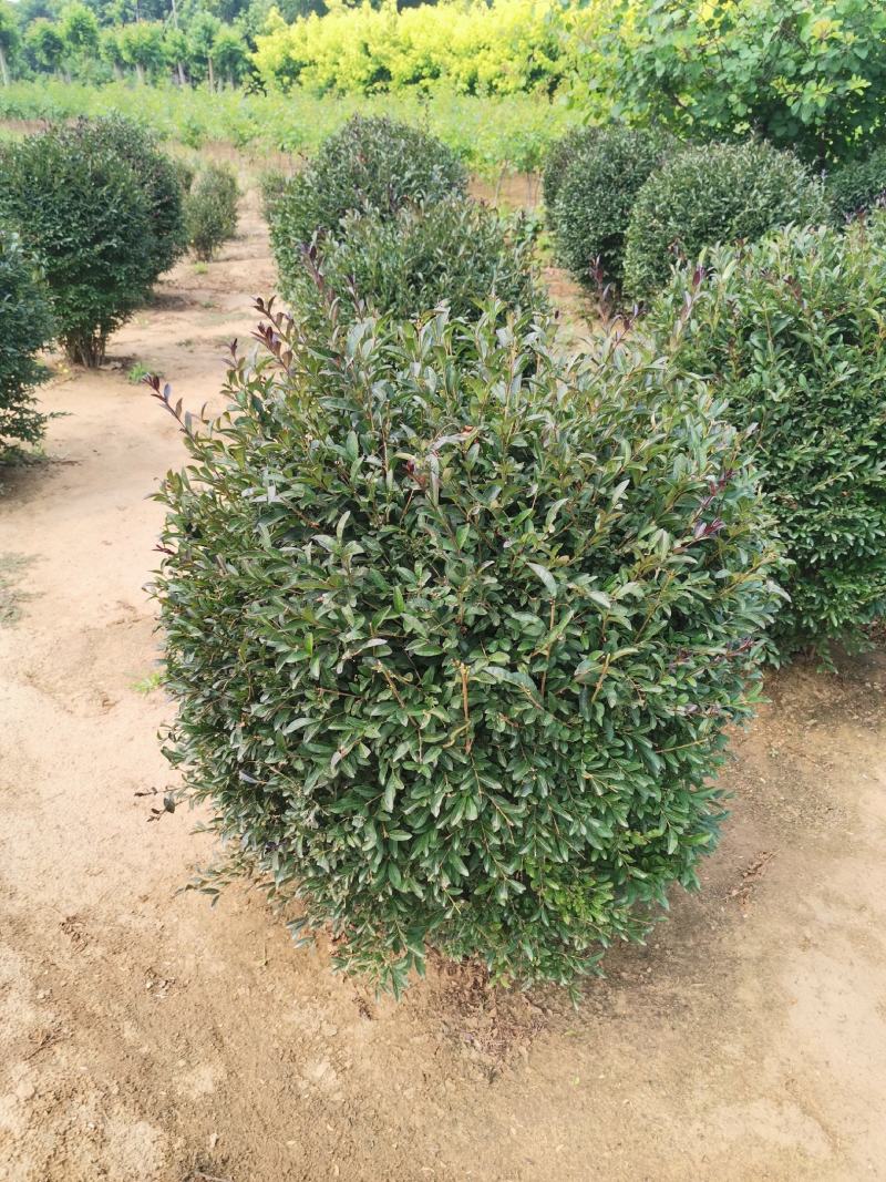 紫叶水蜡球，紫叶水蜡球80-1米