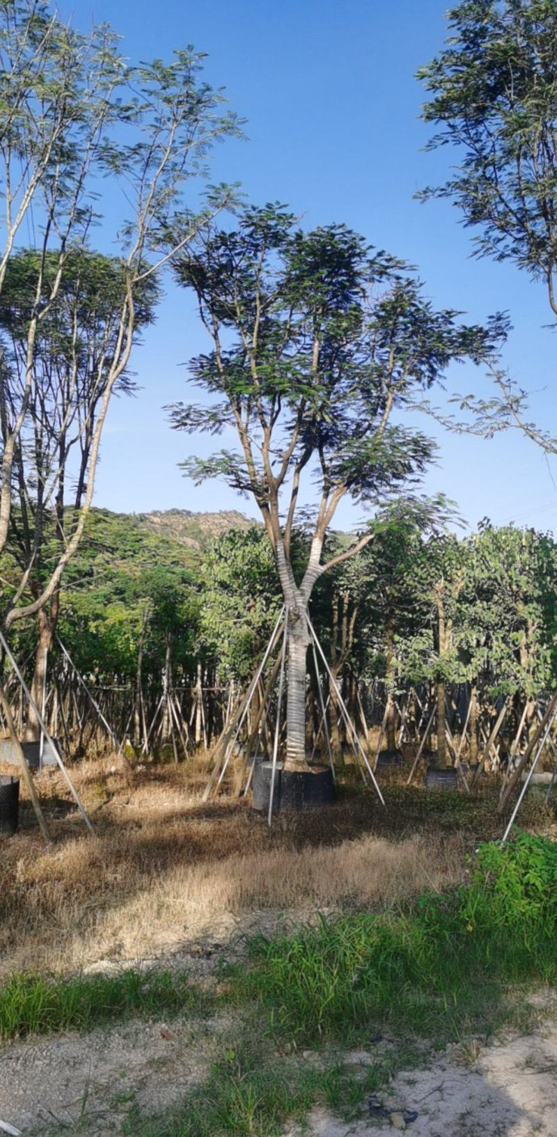 大量出售各种规格的凤凰木有须联系我价格优惠