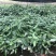 土茯苓苗白肉土茯苓种苗中药材育苗基地100多亩