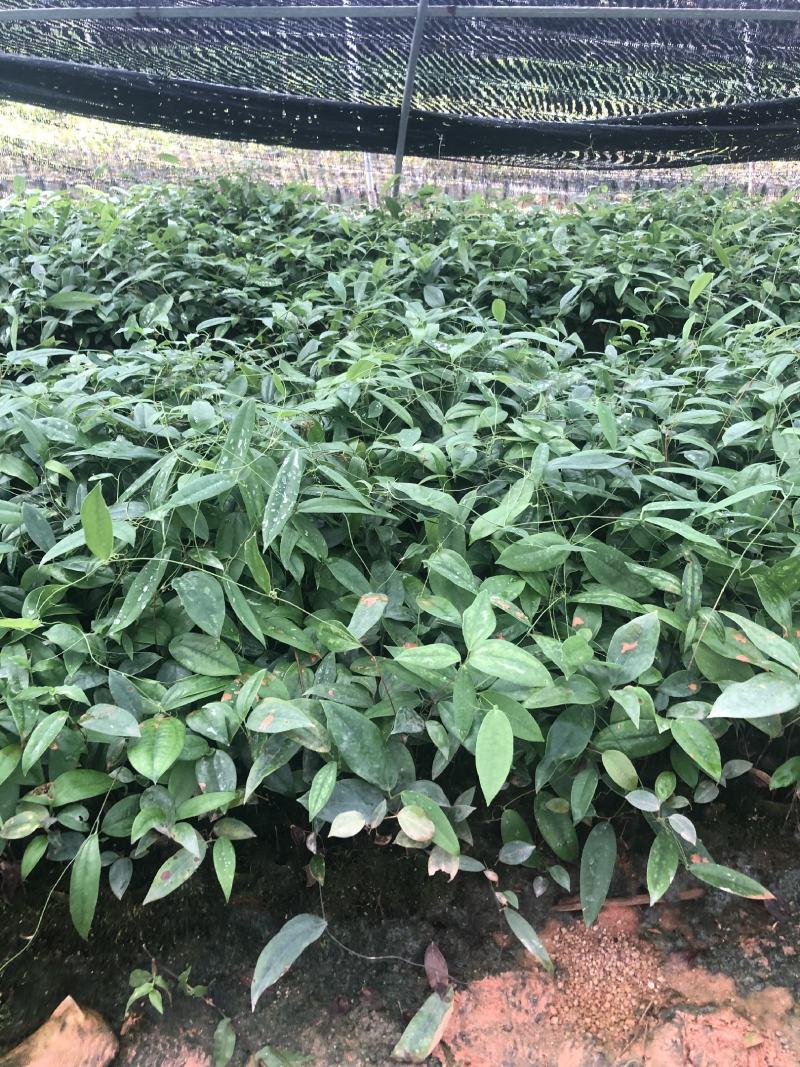 土茯苓苗白肉土茯苓种苗中药材育苗基地100多亩