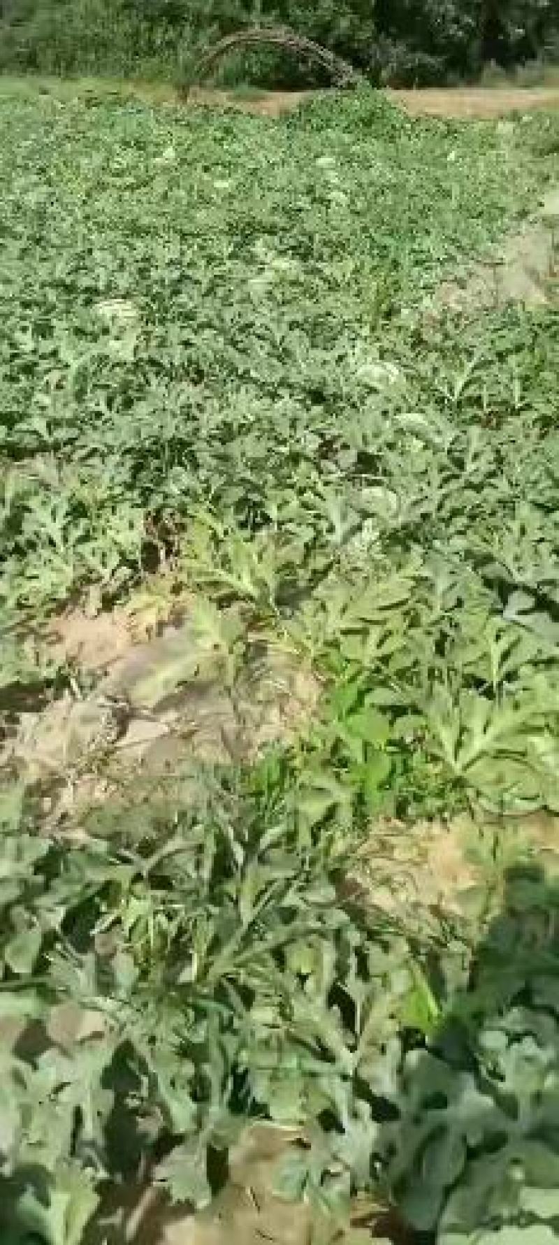 金城金花，西农8号，8斤打底包熟包甜一手货源全国发货