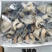 海螺头，海螺肉，当潮海螺现供应捞汁海鲜