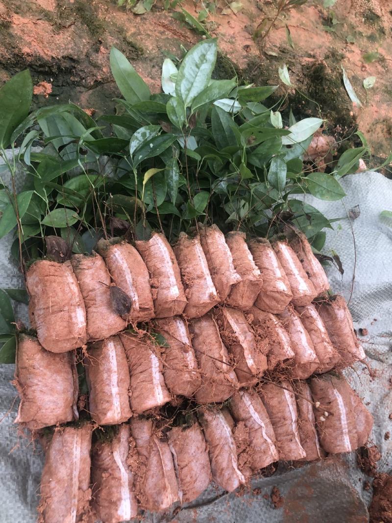 土茯苓苗白肉土茯苓种苗中药材育苗基地100多亩