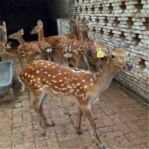 梅花鹿养殖梅花鹿价格，毛桃鹿好养吗？