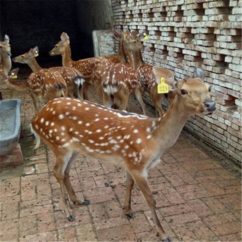 梅花鹿养殖梅花鹿价格，毛桃鹿好养吗？