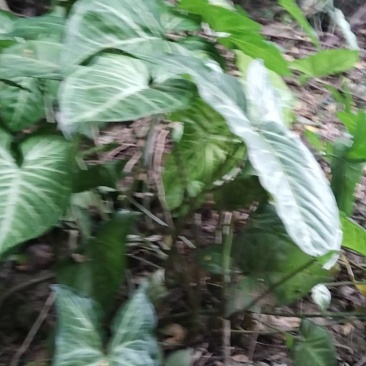 白蝴蝶合果芋，现摘现发，带根，包邮，坏果包赔