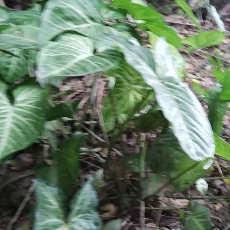 白蝴蝶合果芋，现摘现发，带根，包邮，坏果包赔