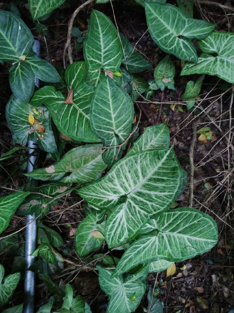 白蝴蝶合果芋，现摘现发，带根，包邮，坏果包赔