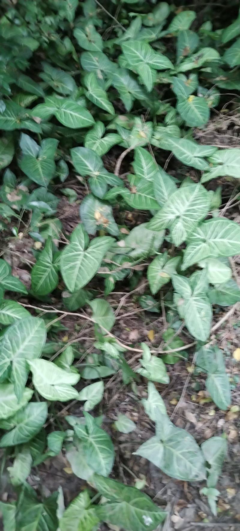 白蝴蝶合果芋，现摘现发，带根，包邮，坏果包赔