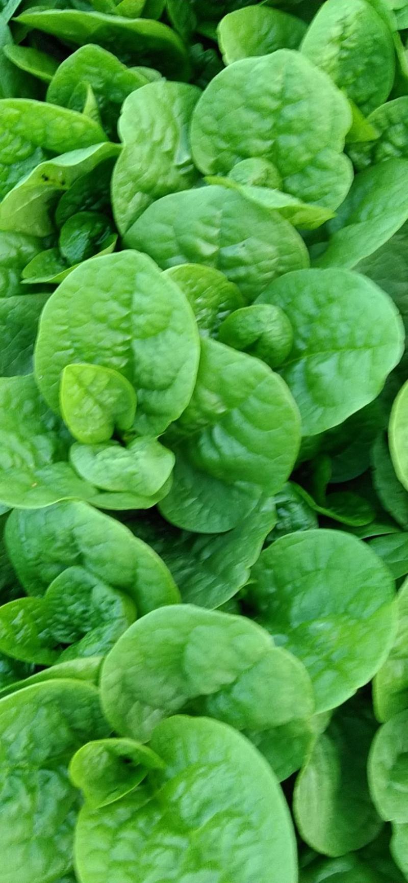 木耳菜大量上市