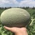 甜瓜苗西州蜜25甜瓜苗口感好商品性佳亩产高