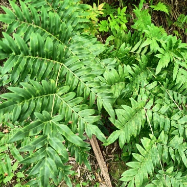 新鲜紫茸贯众，高脚贯众，水骨菜，属于紫茸科植株，用于盆景