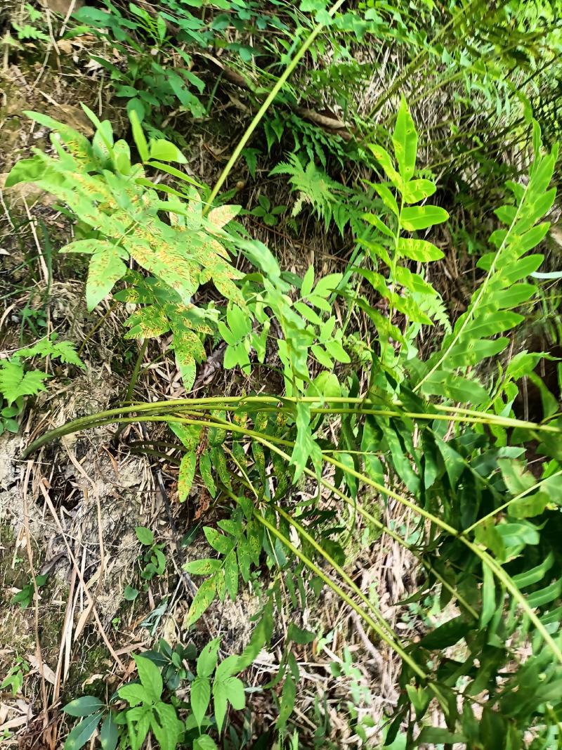 新鲜紫茸贯众，高脚贯众，水骨菜，属于紫茸科植株，用于盆景