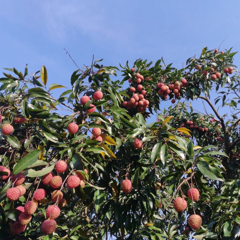 广东省广州市从化区荔枝