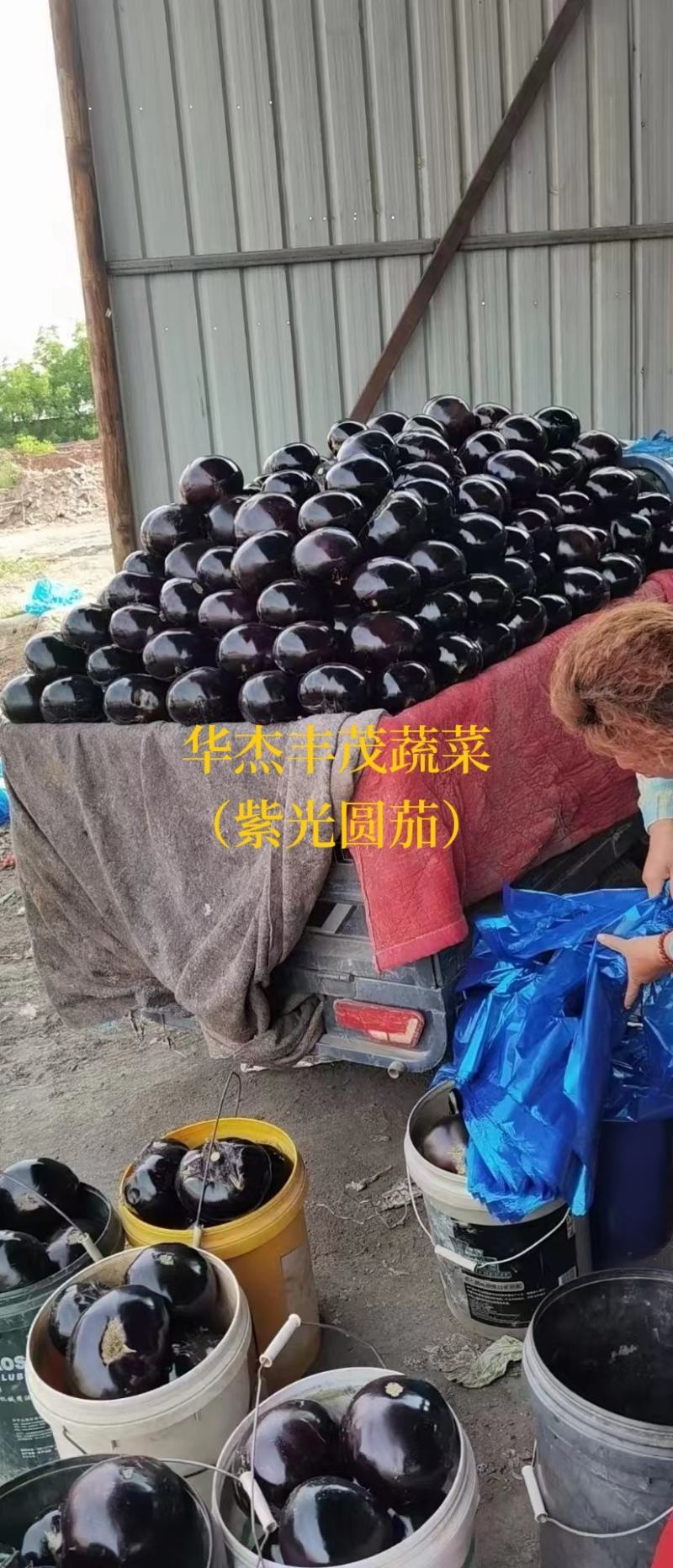 紫光圆茄0.6斤～1斤，黑又亮，茄面光滑无畸形