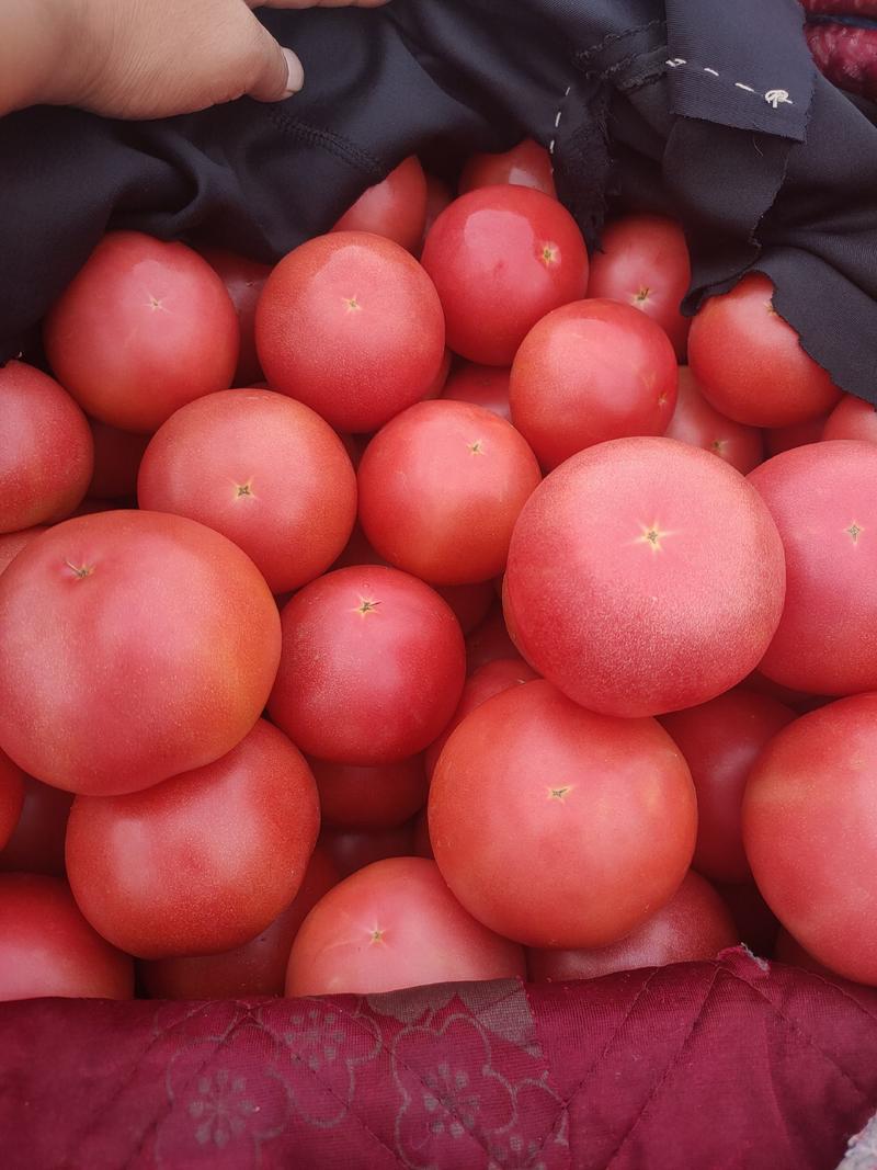 西红柿，品质好，价格优，本地西红柿上市中，各种蔬菜供应，