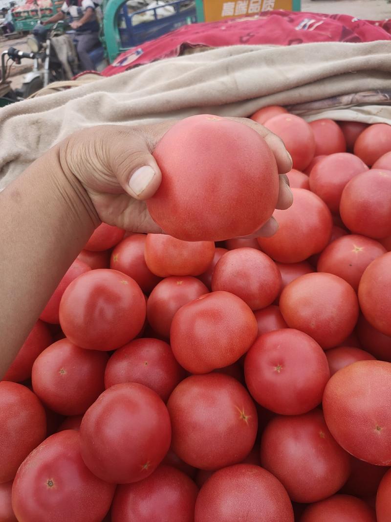 西红柿，品质好，价格优，本地西红柿上市中，各种蔬菜供应，